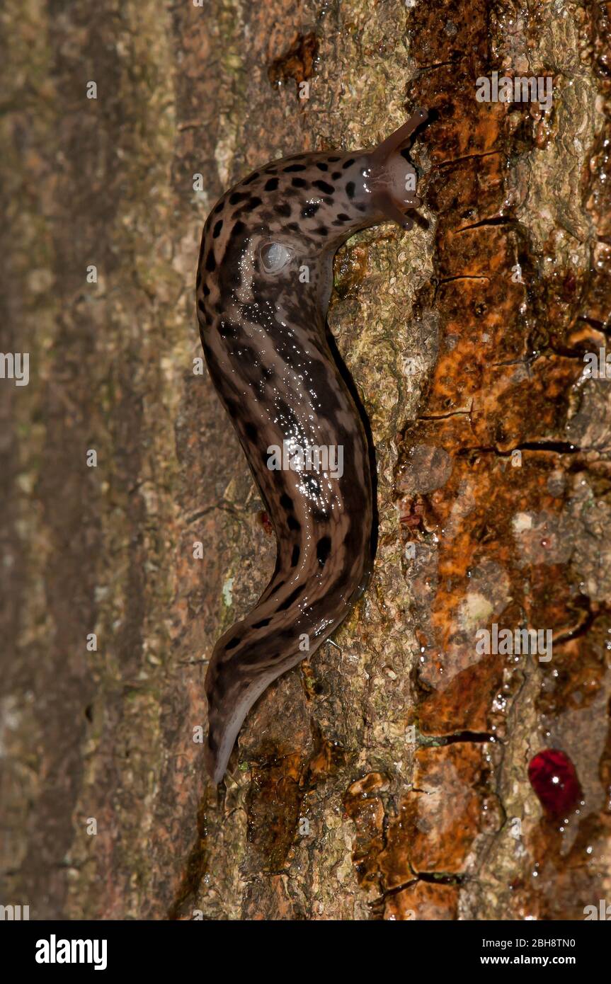 Great grey slug, Limax maximus, on tree bark, creeping, Bavaria ...