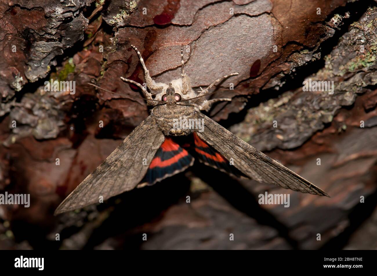 Red underwing, Catocala nupta, sitting on tree bark, sucking at bait, portrait, Bavaria, Germany Stock Photo