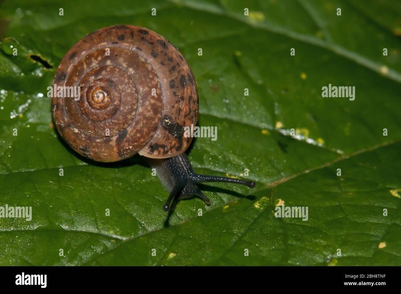 Red snail, Monachoides incarnatus, crawling on leaf, Bavaria, Germany Stock Photo