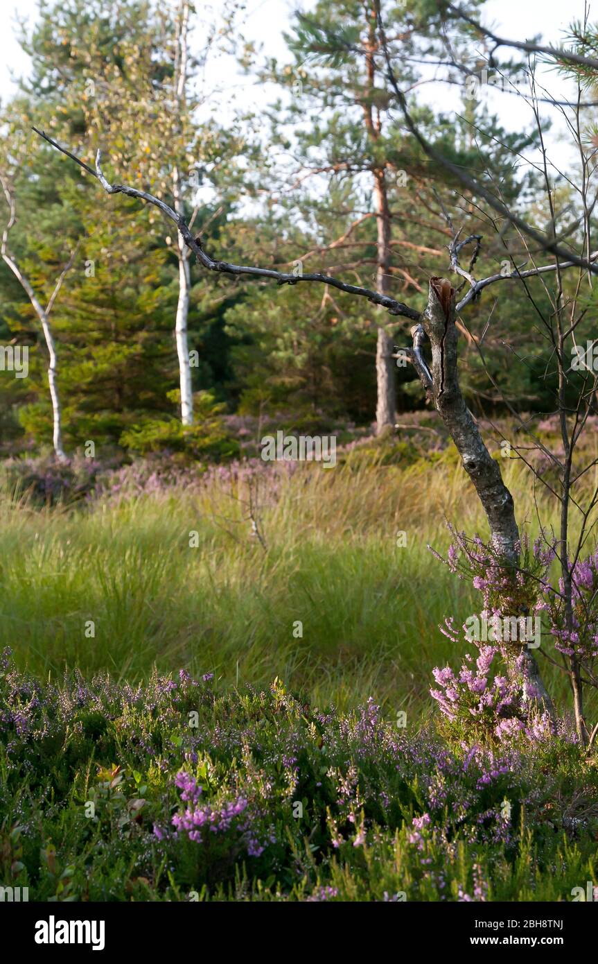 Moorland landscape with common heather, Calluna vulgaris, birches, Betula, and pines, Bavaria, Germany Stock Photo