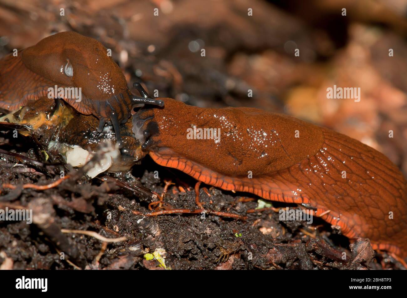 Spanish Slugs, Arion vulgaris, Arion lusitanicus, eat a conspecific, Bavaria, Germany Stock Photo