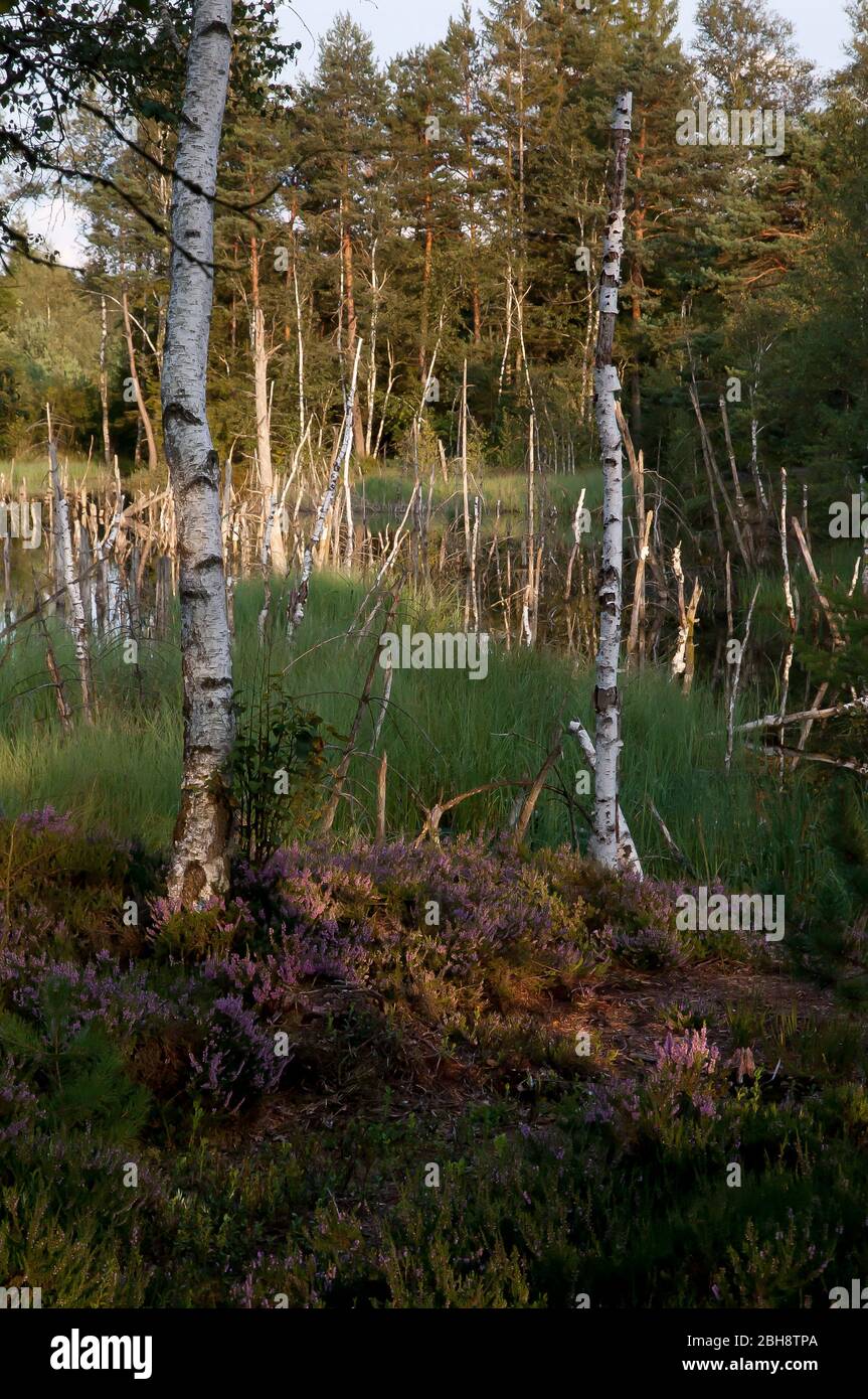Moorland landscape with common heather, Calluna vulgaris, birches, Betula, and pines, Bavaria, Germany Stock Photo