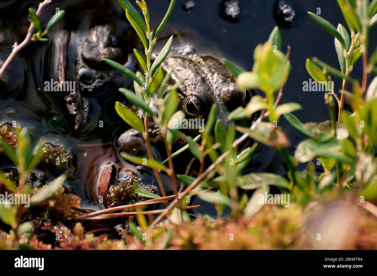 Sea frog, pond frog, in lurking position, Pelophylax ridibundus, Rana ridibunda, Bavaria, Germany Stock Photo