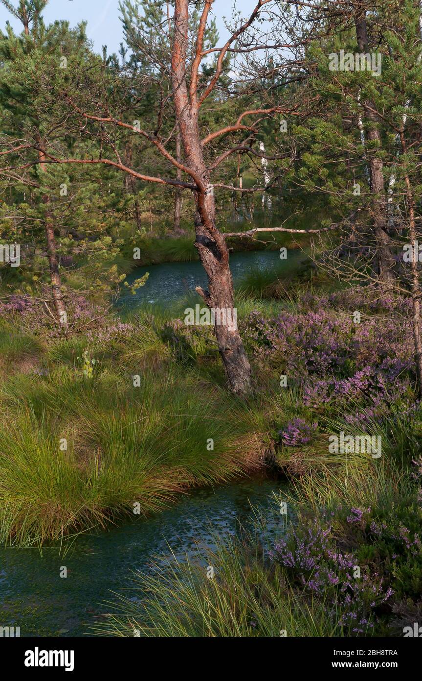 Moorland landscape with common heather, Calluna vulgaris, and pines, Bavaria, Germany Stock Photo