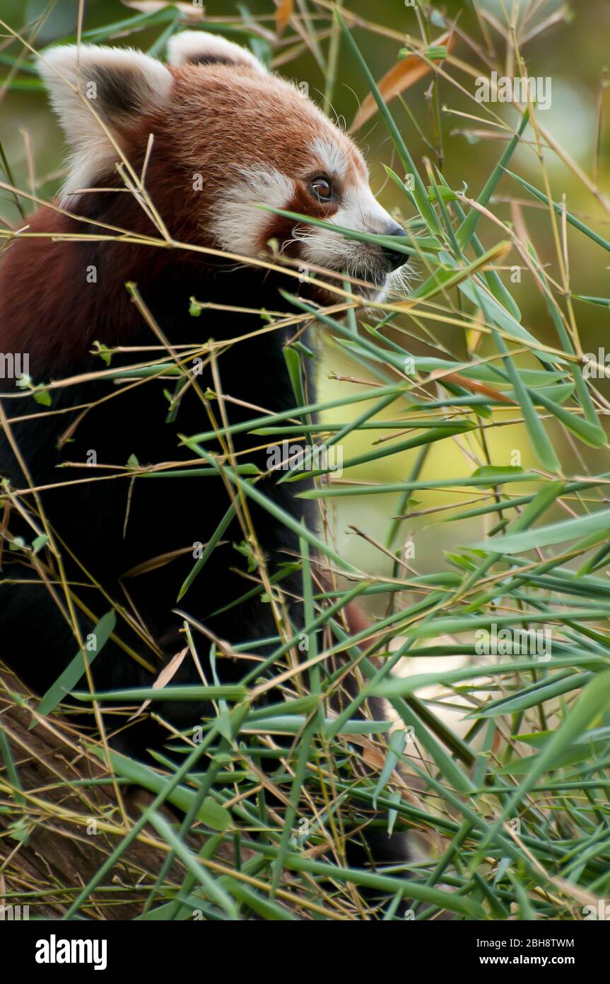 Red Panda, Ailurus fulgens, climbing on autumnal tree, Zoo, Bavaria, Germany Stock Photo