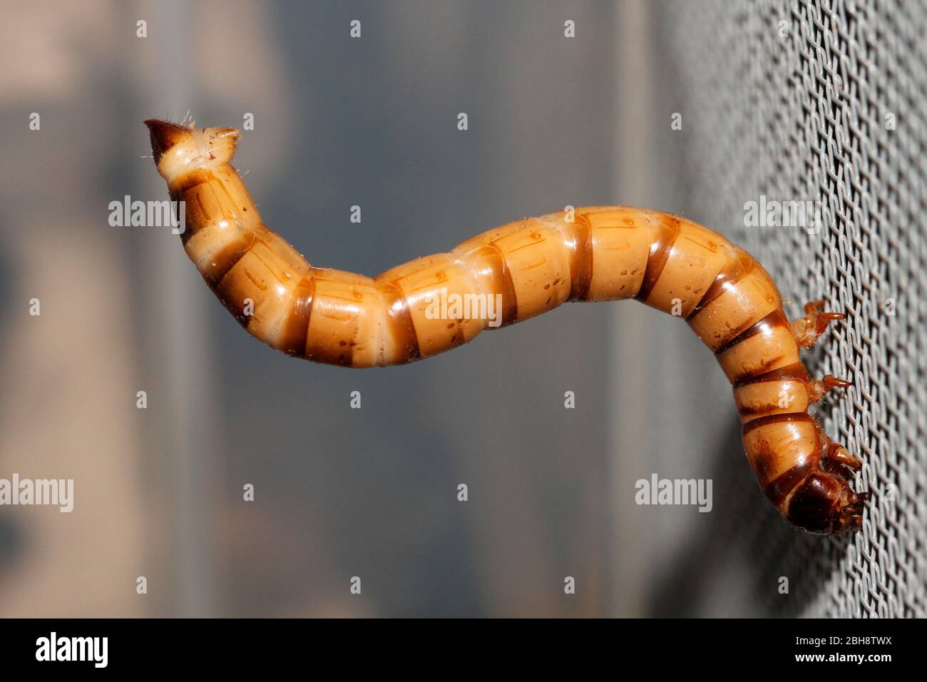 Mealworm, larva of the flour beetle, Tenebrio molitor, hanging on lattice of a terrarium, Bavaria, Germany Stock Photo
