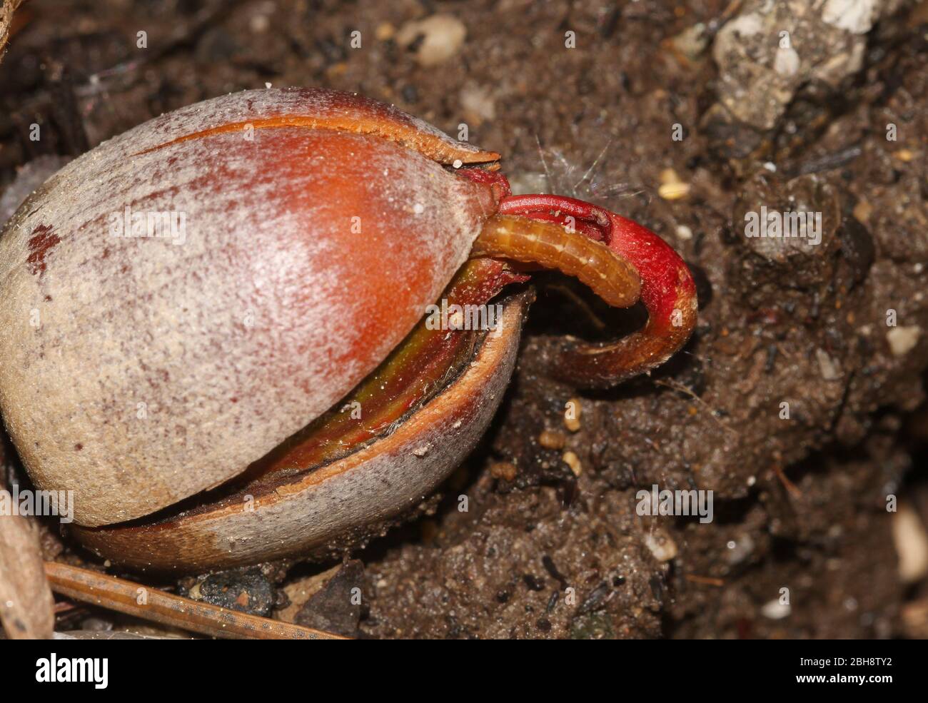 Germinating acorn of northern red oak, with brown caterpillar, Quercus rubra, on humus soil, Bavaria, Germany Stock Photo