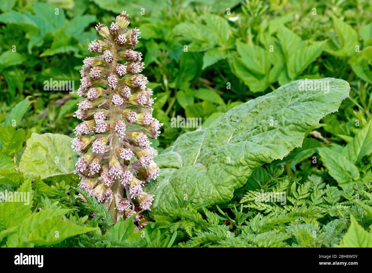 Butterbur (petasites hybridus), close up of a spike of male flowers growing up through the vegetation along with one of the large leaves the plant pro Stock Photo