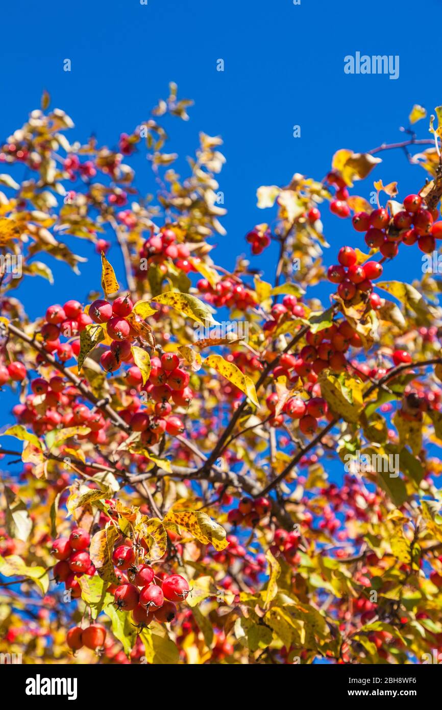 Canada, New Brunswick, Saint John River Valley, Gagetown, haw berries, fruit of the Hawthorne Tree, autumn Stock Photo