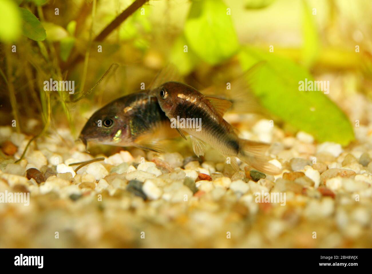 The Bronze Corydoras (Corydoras aeneus) a popular freshwater aquarium