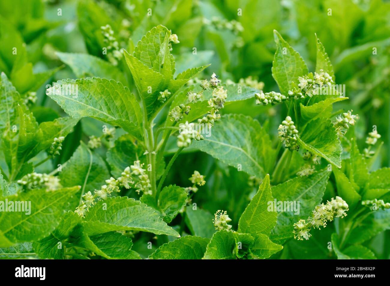 Dog's Mercury (mercurialis perennis), close up showing a cluster of the poisonous plants, each producing male flowers. Female flowers grow on separate Stock Photo