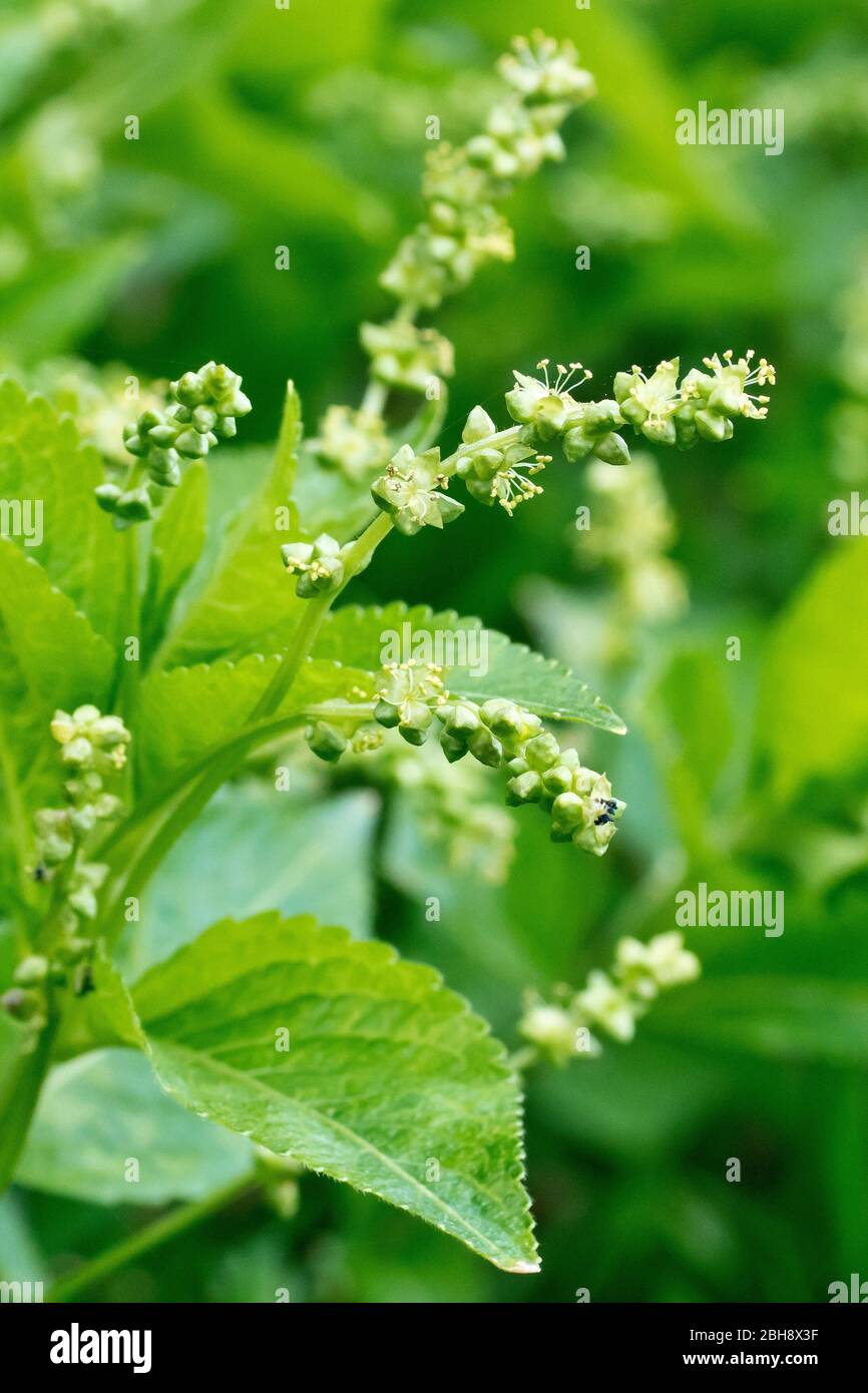 Dog's Mercury (mercurialis perennis), close up showing the male flowers. Female flowers grow on separate plants. Stock Photo