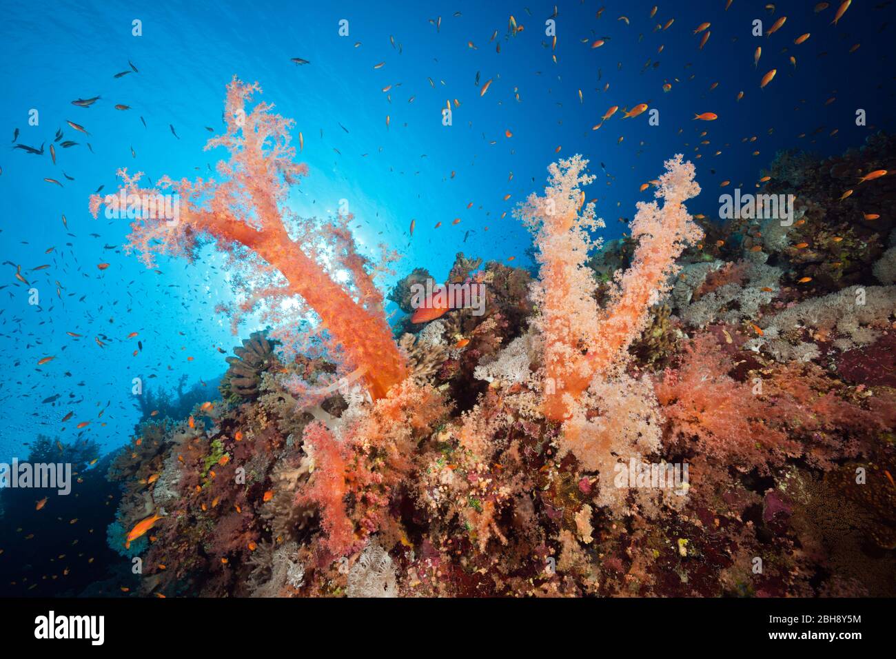 Colored Soft Corals, Dendronephthya sp., Brother Islands, Red Sea, Egypt Stock Photo