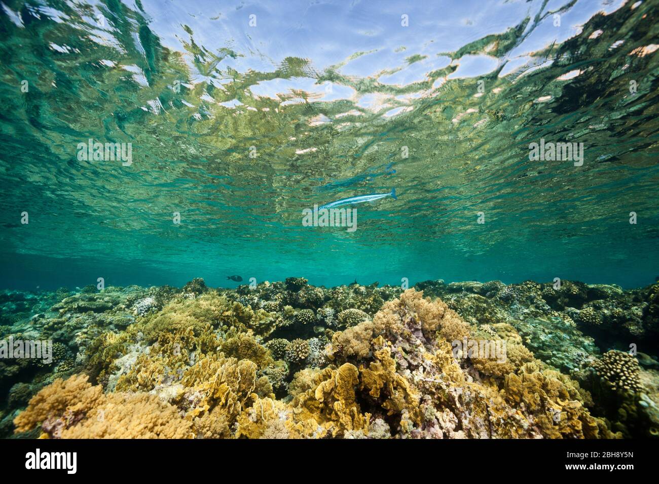 Hard Corals on Reef Top, Brother Islands, Red Sea, Egypt Stock Photo