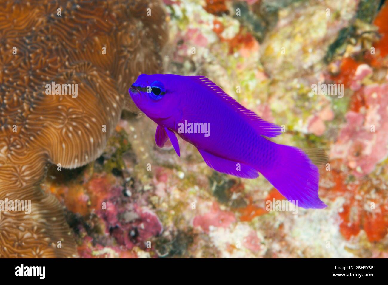 Purple Dottyback, Pseudochromis fridmani, Giftun Island, Red Sea, Egypt Stock Photo