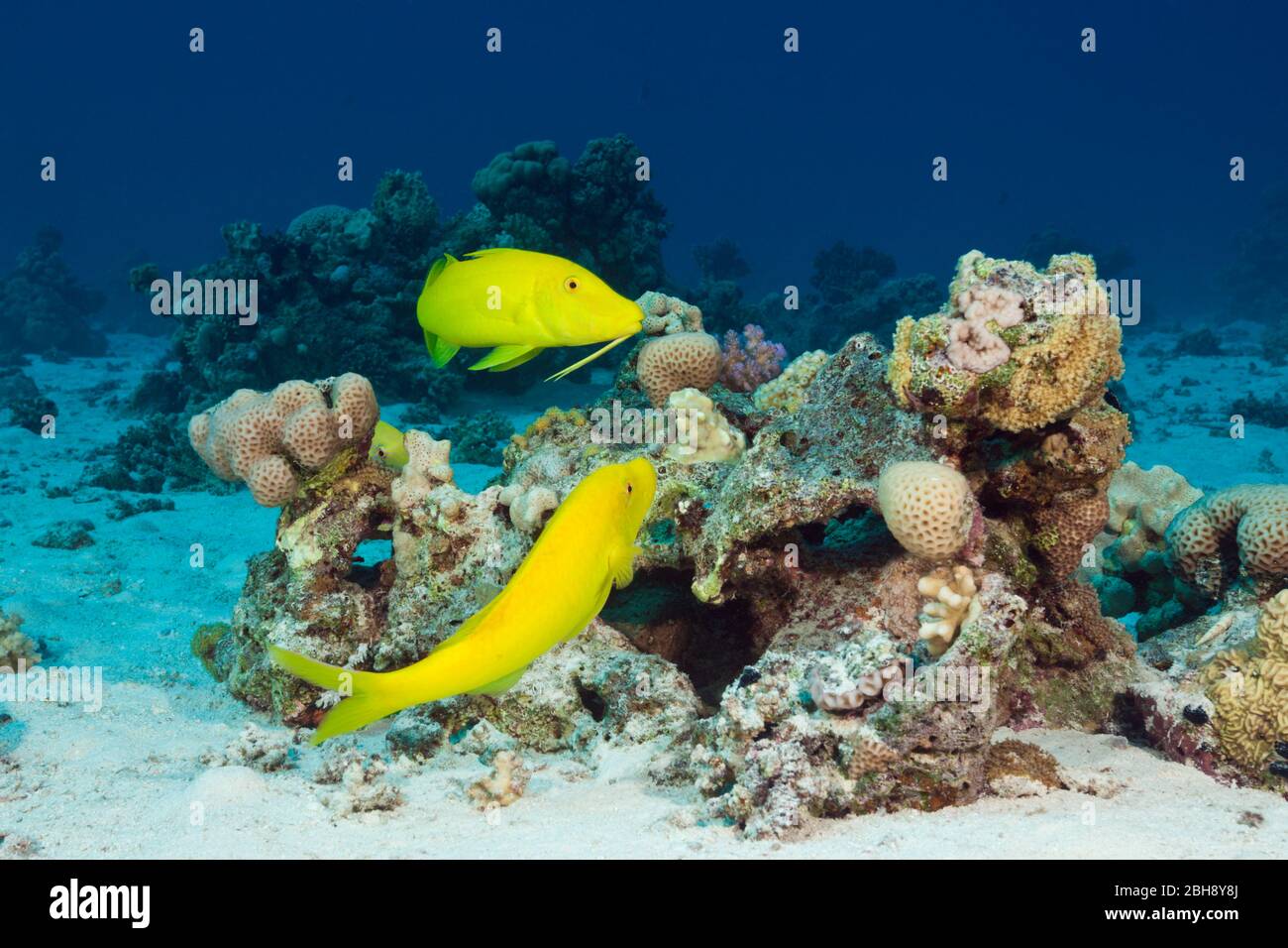Pair of Goldspotted Goatfish, Parupeneus cyclostomus, Giftun Island, Red Sea, Egypt Stock Photo