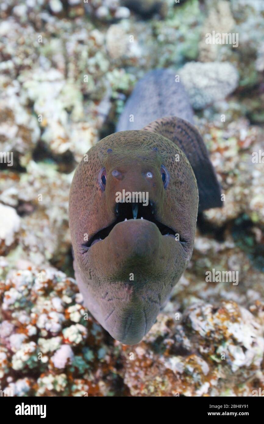 Giant Moray Eel, Gymnothorax javanicus, Giftun Island, Red Sea, Egypt