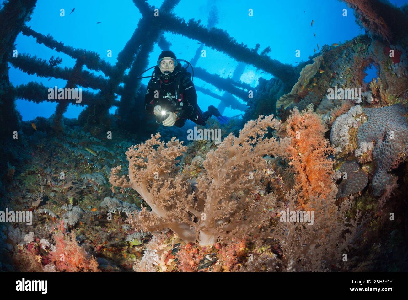 Scuba Diver at Numidia Wreck, Brother Islands, Red Sea, Egypt Stock Photo