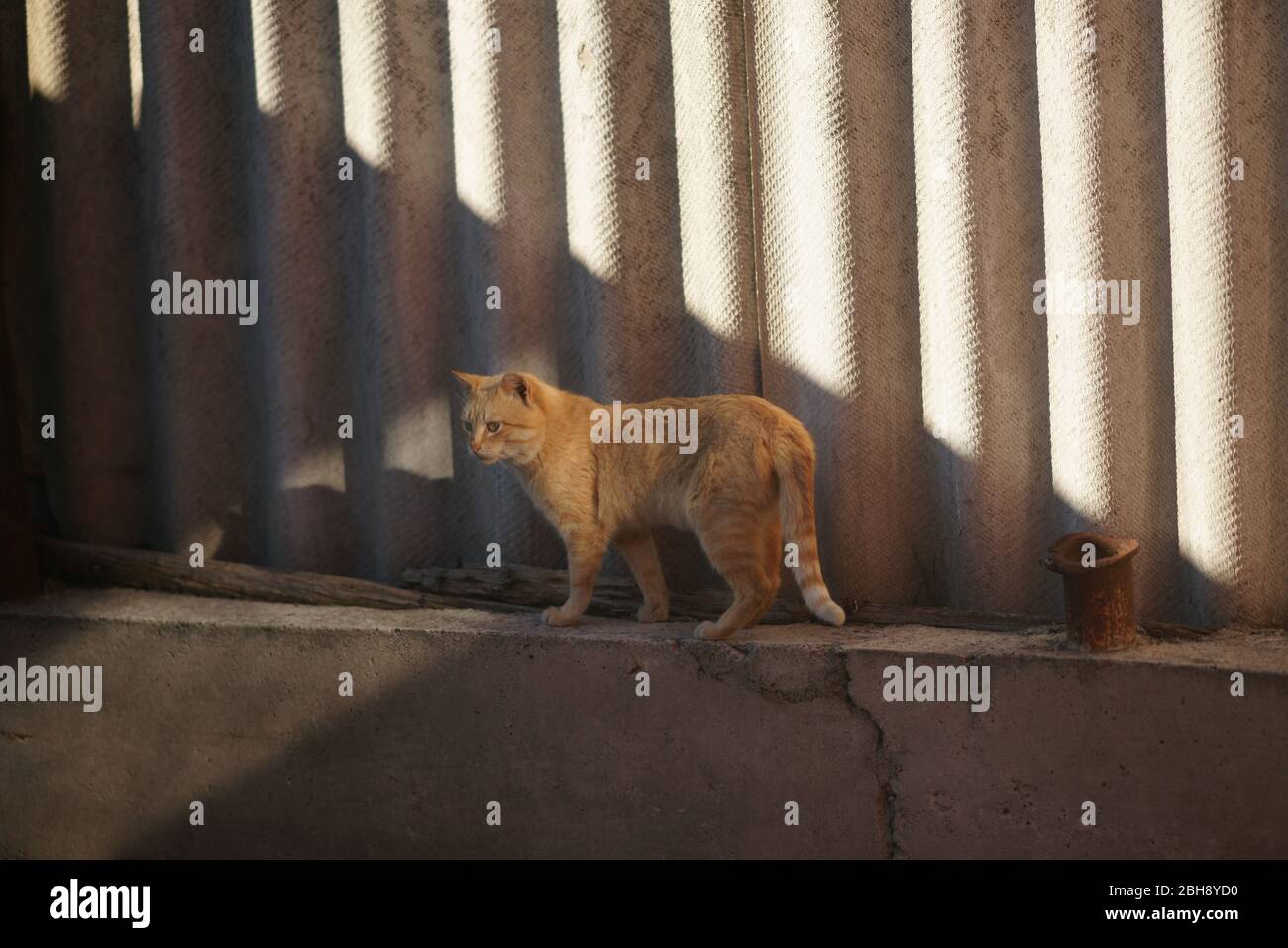Ginger cat walk on the blind area of a rural slate fence Stock Photo ...
