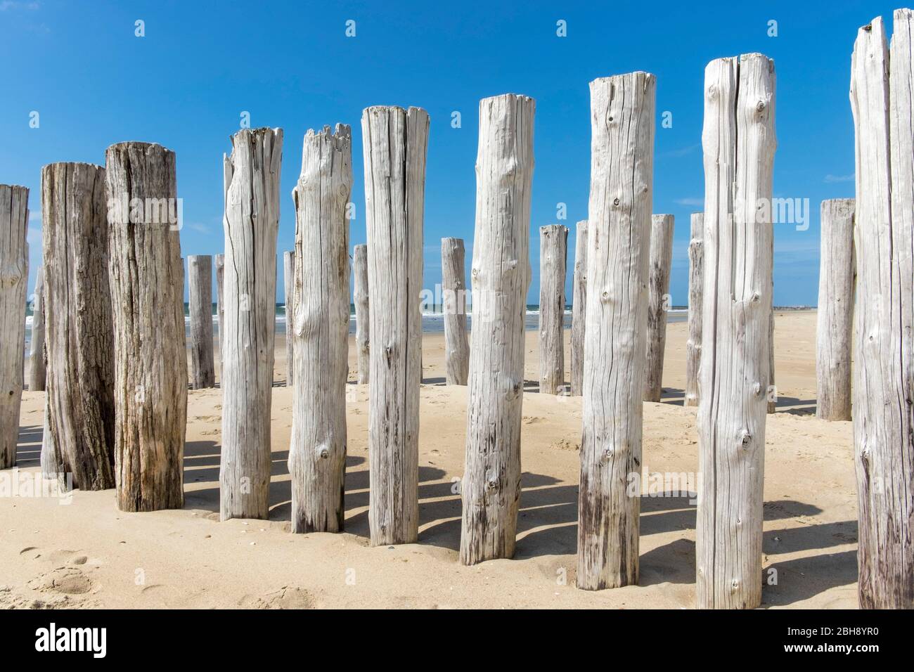 Holzpfähle in Holland mit Blick auf das Meer Stock Photo