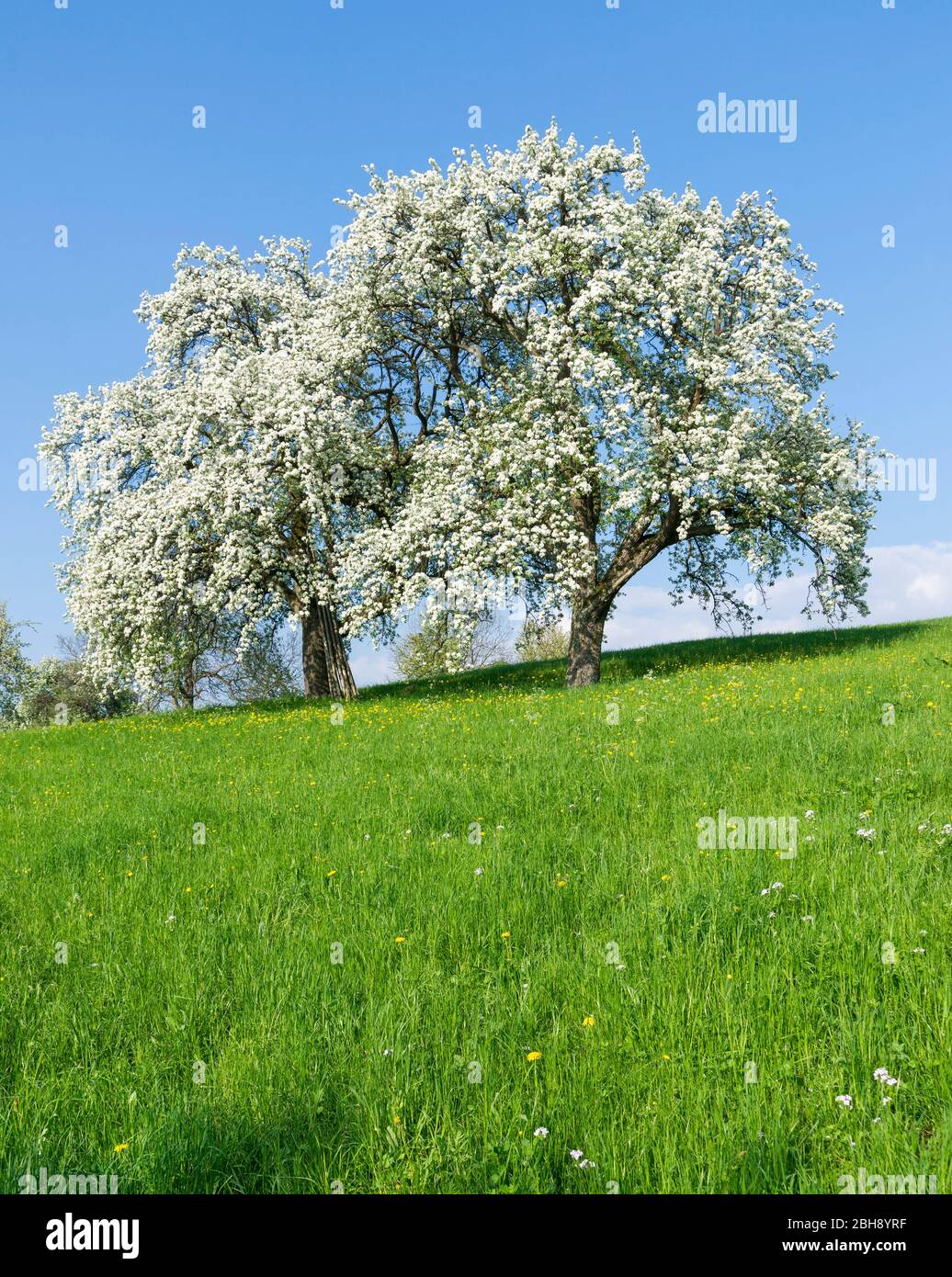 Deutschland, Baden-Württemberg, Metzingen - Glems, zwei blühende Birnbäume auf einer Wiese am Albtrauf Stock Photo