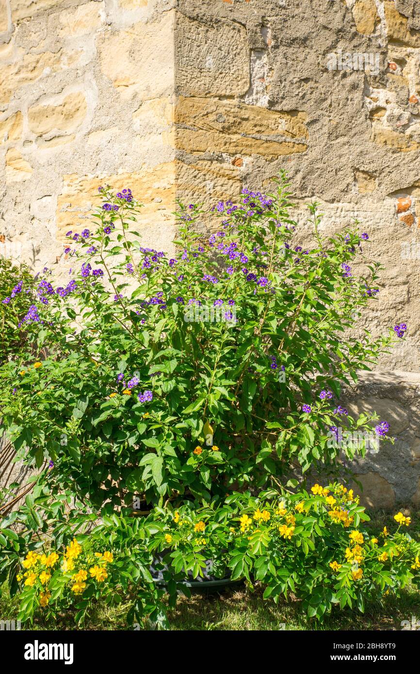 Lycianthes Enzianstrauch oder Kartoffelbaum, Zierpflanze