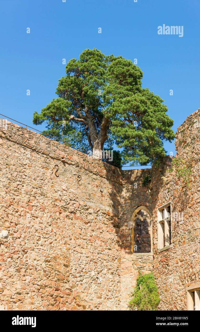 Deutschland, Hesse, Bensheim-Auerbach, Pinus sylvestris, Waldkiefer auf der Ruine Schloss Auerbach. Die unter Denkmalschutz stehende Burgruine liegt in Südhessen im UNESCO Geo-Naturpark Bergstraße-Odenwald. Stock Photo