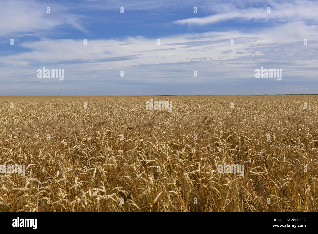 Dinkelfeld im Sommer, Getreide bis zum Horizont, blauer Himmel mit Wolken Stock Photo