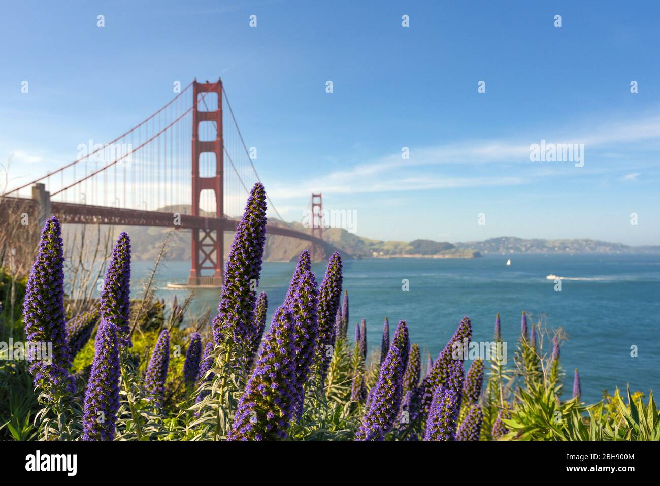 Die Golden Gate Bridge in San Francisco, im Vordergrund lila blühende Pflanzen namens Natternkopf (Echium cancans) Stock Photo
