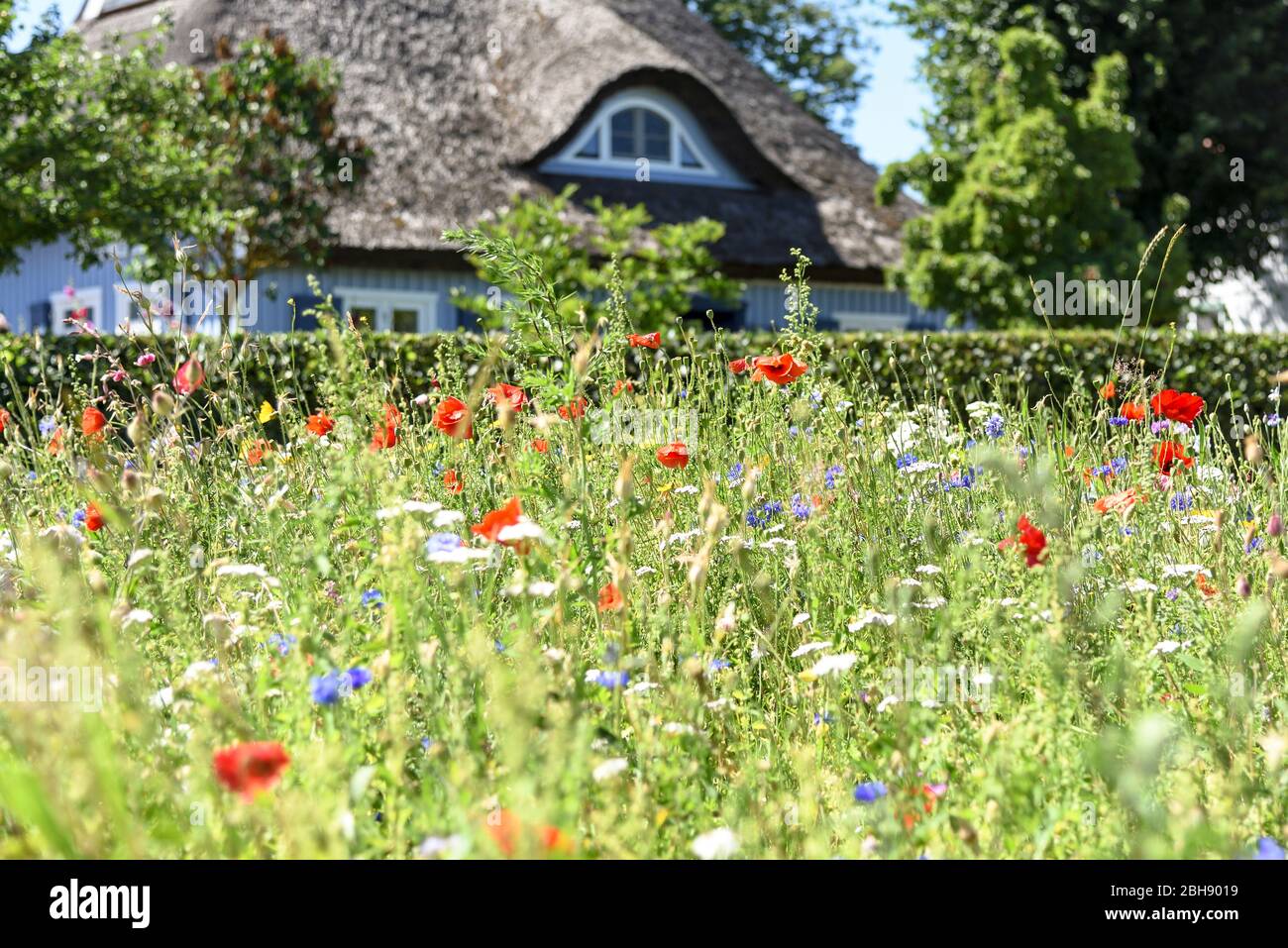 Bunte Sommerwildblumenwiese vor reetgedecktem typischen Haus auf dem Darß, unscharf im Hintergrund Stock Photo