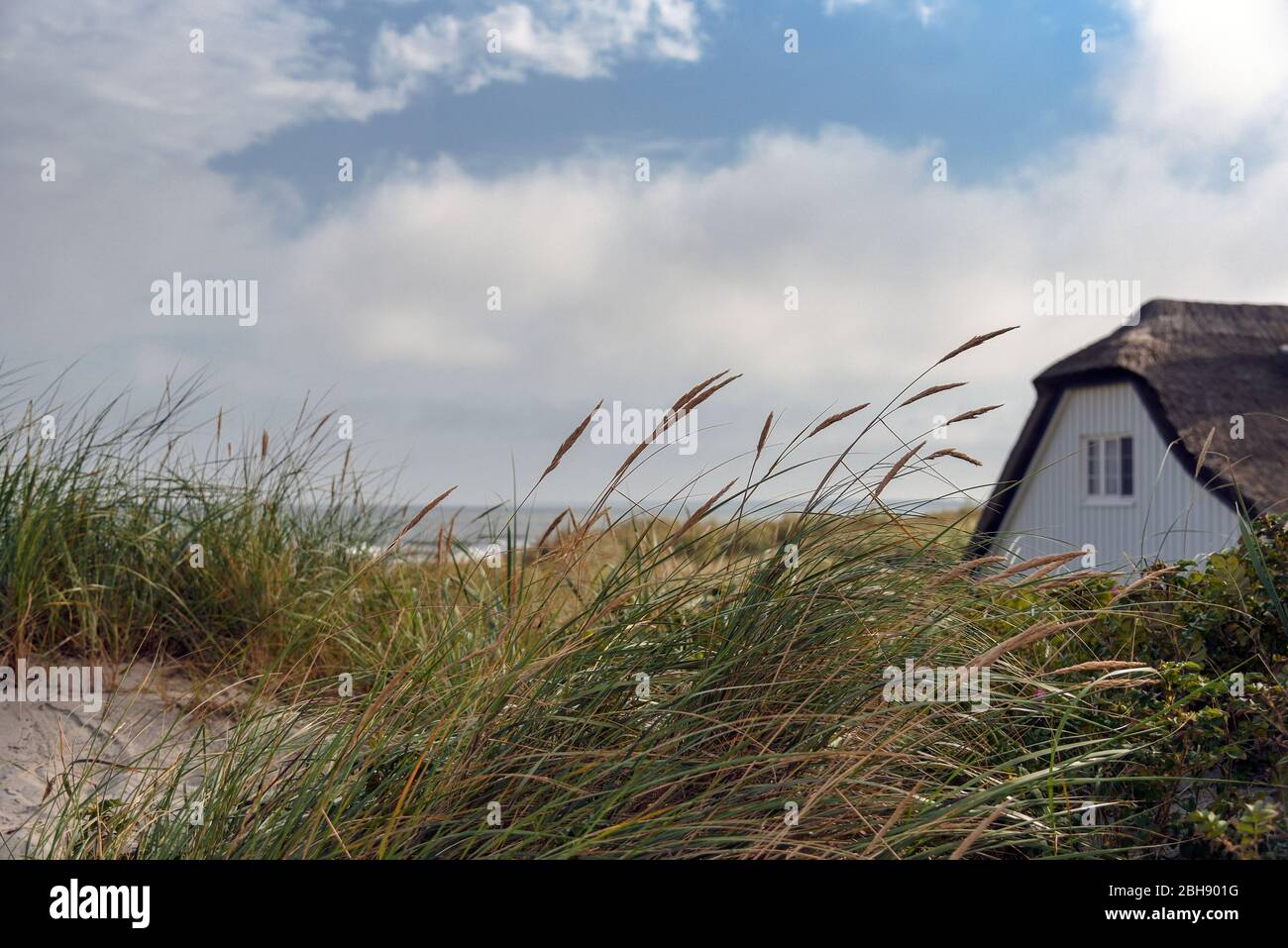 Blick durch das Dünengras in Ahrenshoop auf die Ostsee und Fischerhaus in den Dünen, das Haus ist das ehemalige Grenzhaus Stock Photo