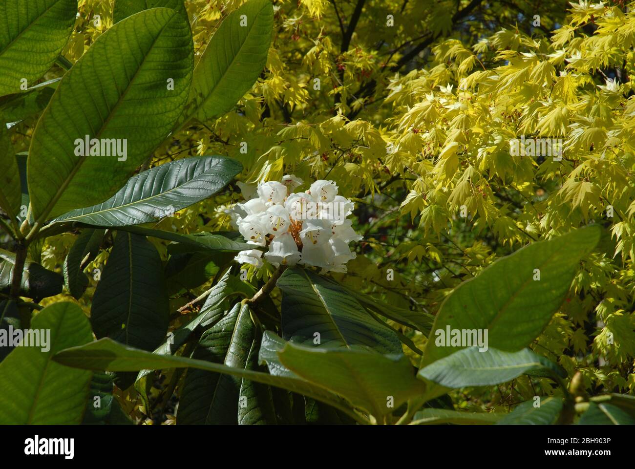 White flowers of a Rhododendron Falconeri in the foreground, and bright new leaves of an Acer Palmatum, Orange Dream Stock Photo