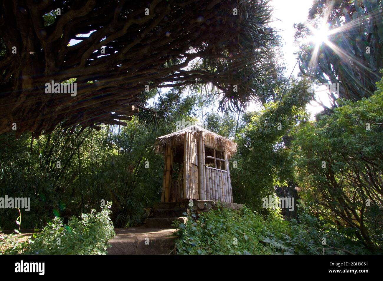 Palermo, old town, botanical garden, wooden hut in the middle of a small forest Stock Photo