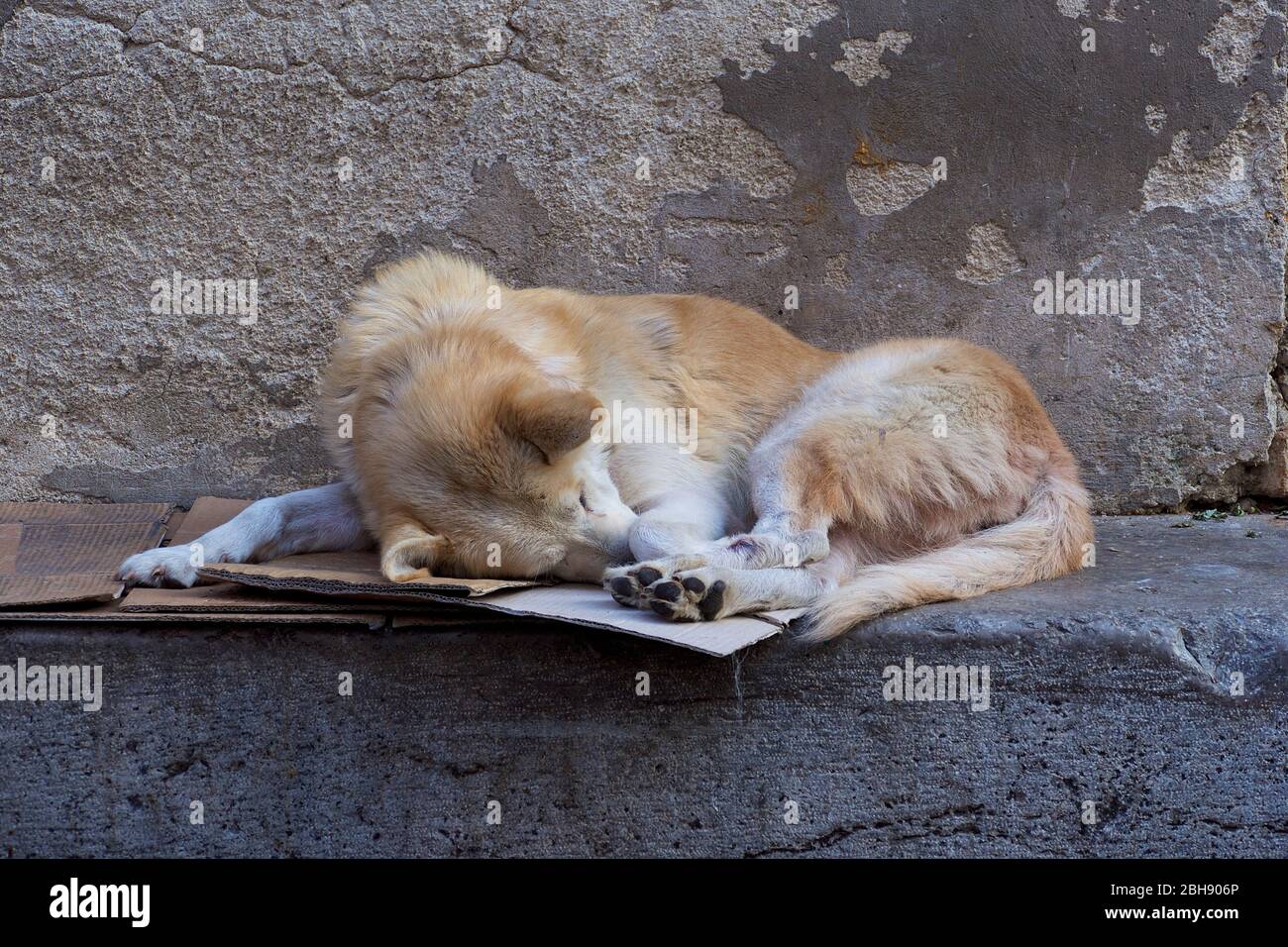 Palermo, Altstadt, Markt, Hund liegt schlafend auf Pappen auf einer Steinbank Stock Photo