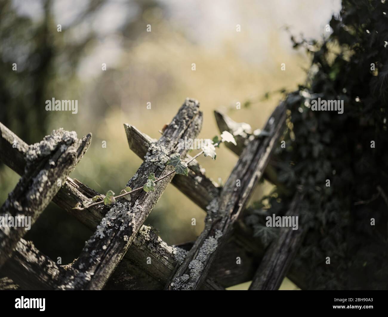 Spring awakening hi-res stock photography and images - Alamy