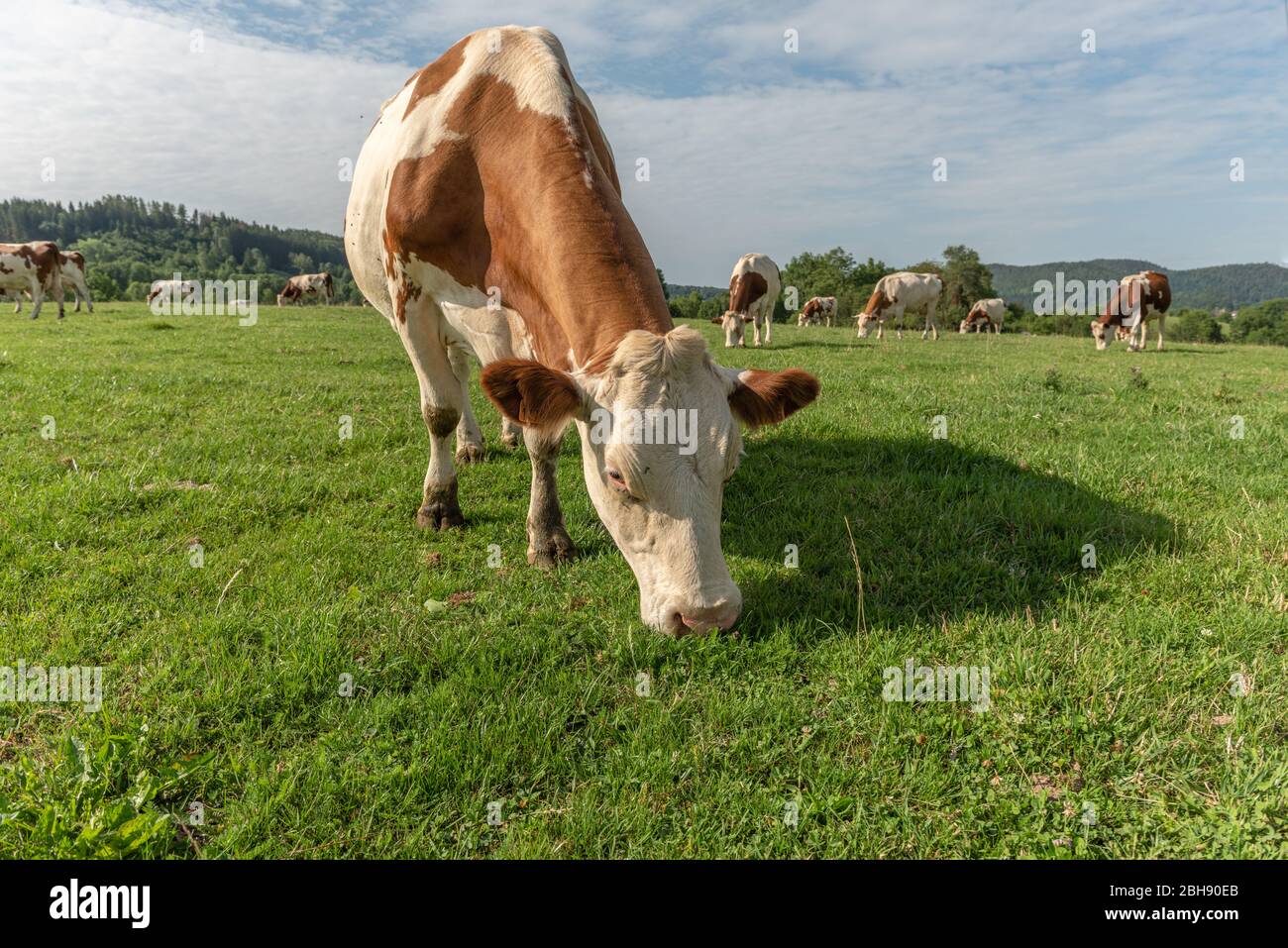 Montbéliard cow in a pasture in the jura mountains Stock Photo