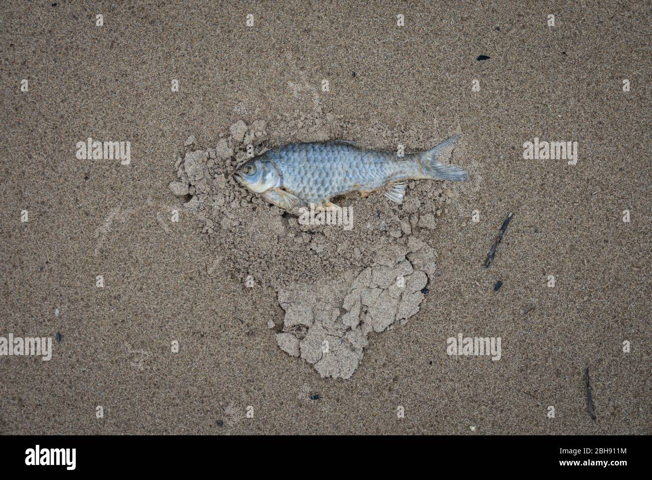 dead freshwater fish in the sand Stock Photo