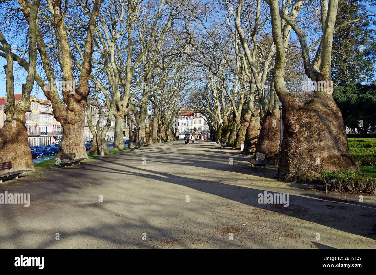 An Avenue of London Plane trees in the Jardim da Cordoaria in Porto, Portugal with trunks damaged by unknown disease which the trees survived Stock Photo
