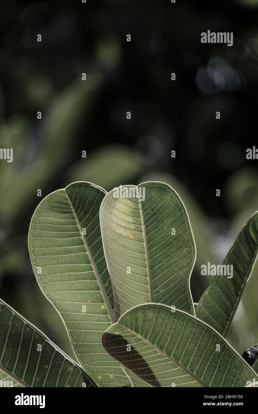 Asian plants hi-res stock photography and images - Alamy