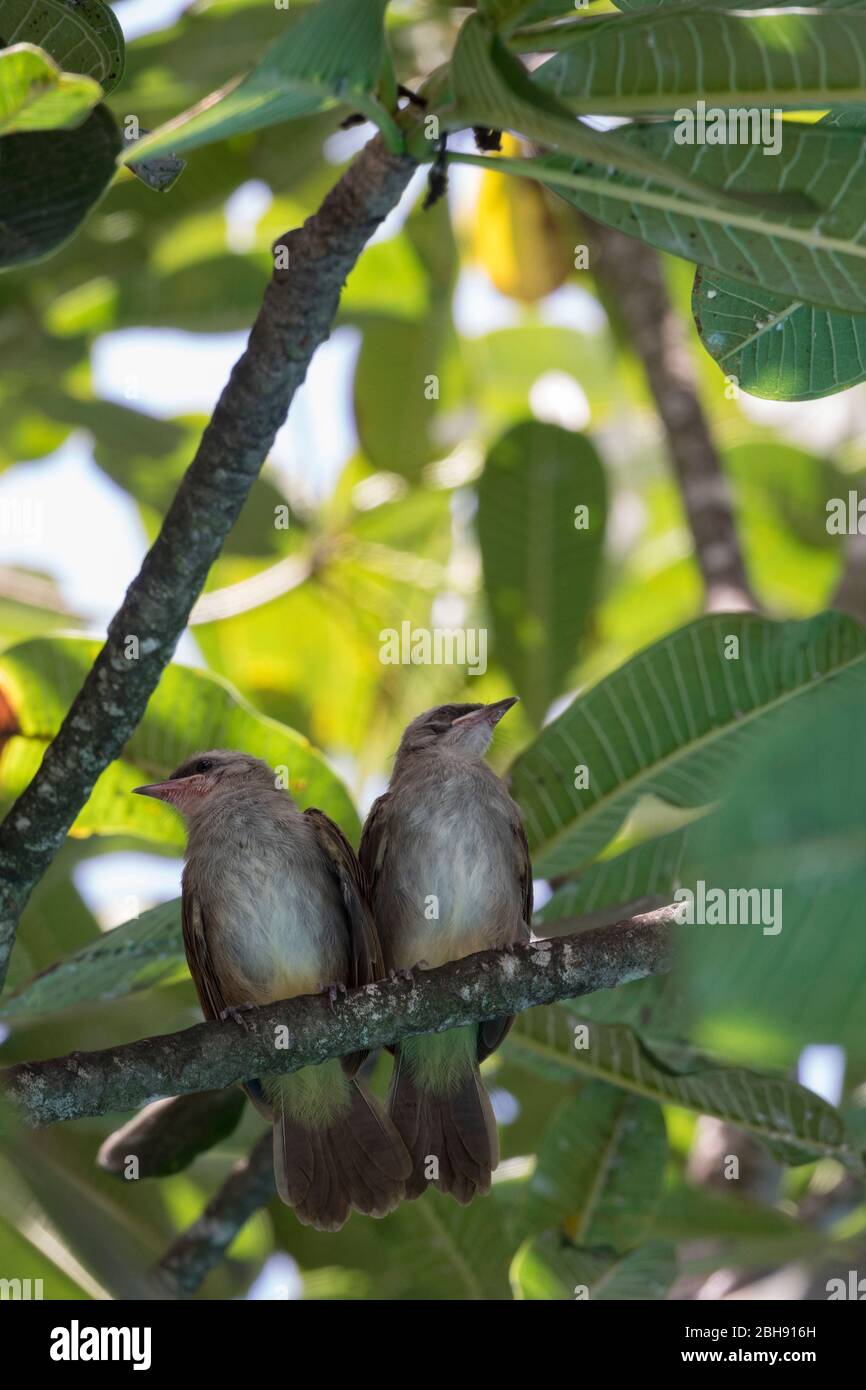 singing birds in the tree Stock Photo