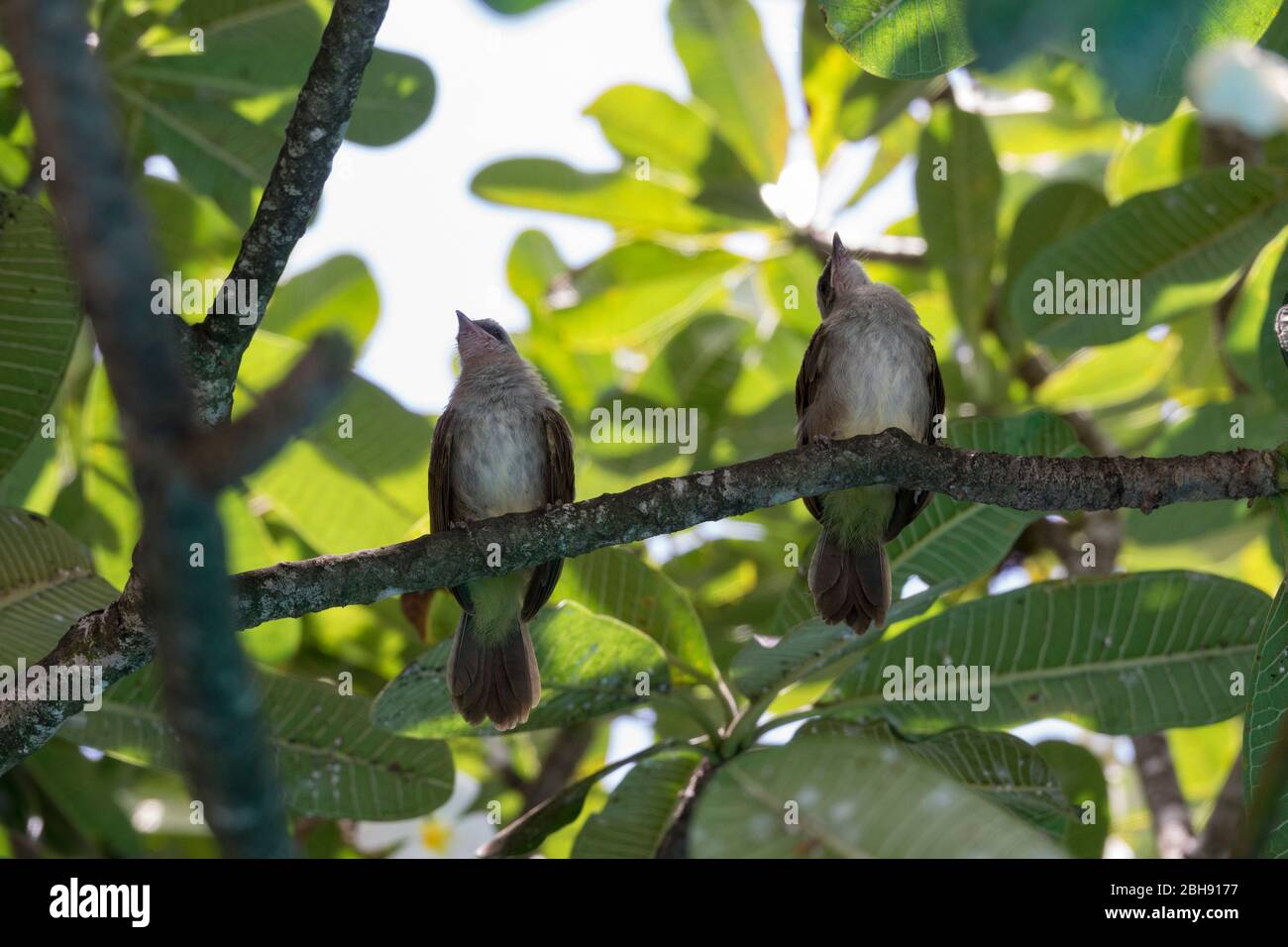 singing birds in the tree Stock Photo Alamy