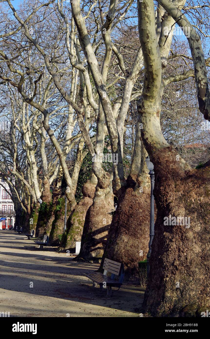 An Avenue of London Plane trees in the Jardim da Cordoaria in Porto, Portugal with trunks damaged by unknown disease which the trees survived Stock Photo