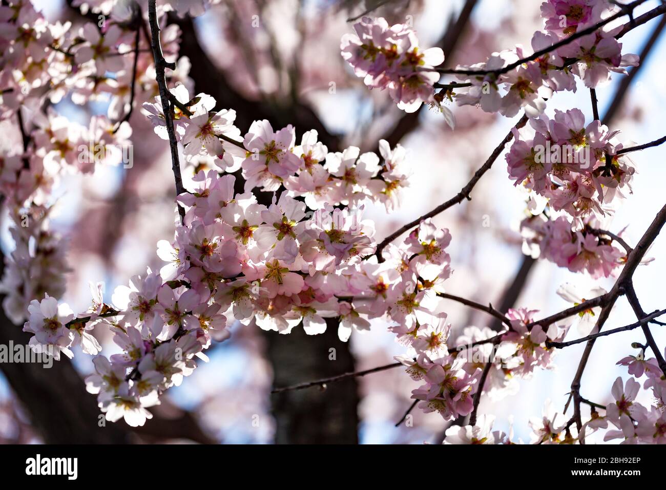 Pink almond blossoms, almond blossom on Mallorca island, close-up Stock Photo