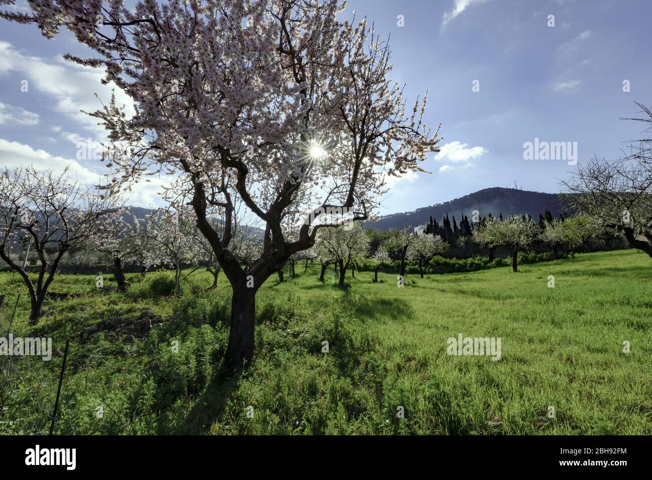 Blossoming almond trees in a meadow on Mallorca, Tramuntana mountains in the background Stock Photo