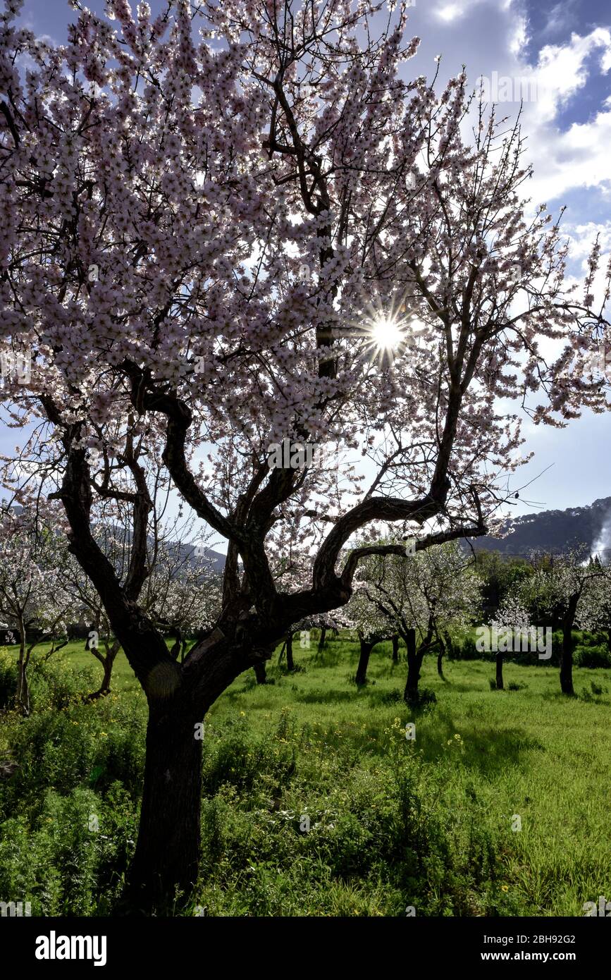 Blossoming almond trees in Mallorca Stock Photo
