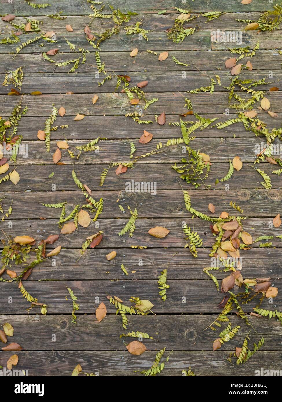 Canada, Ontario, fallen copper beech and ash tree leaves, wooden deck, old, weathered Stock Photo