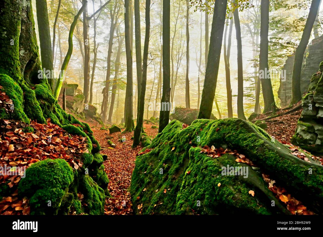 Eifel nature park hi-res stock photography and images - Alamy