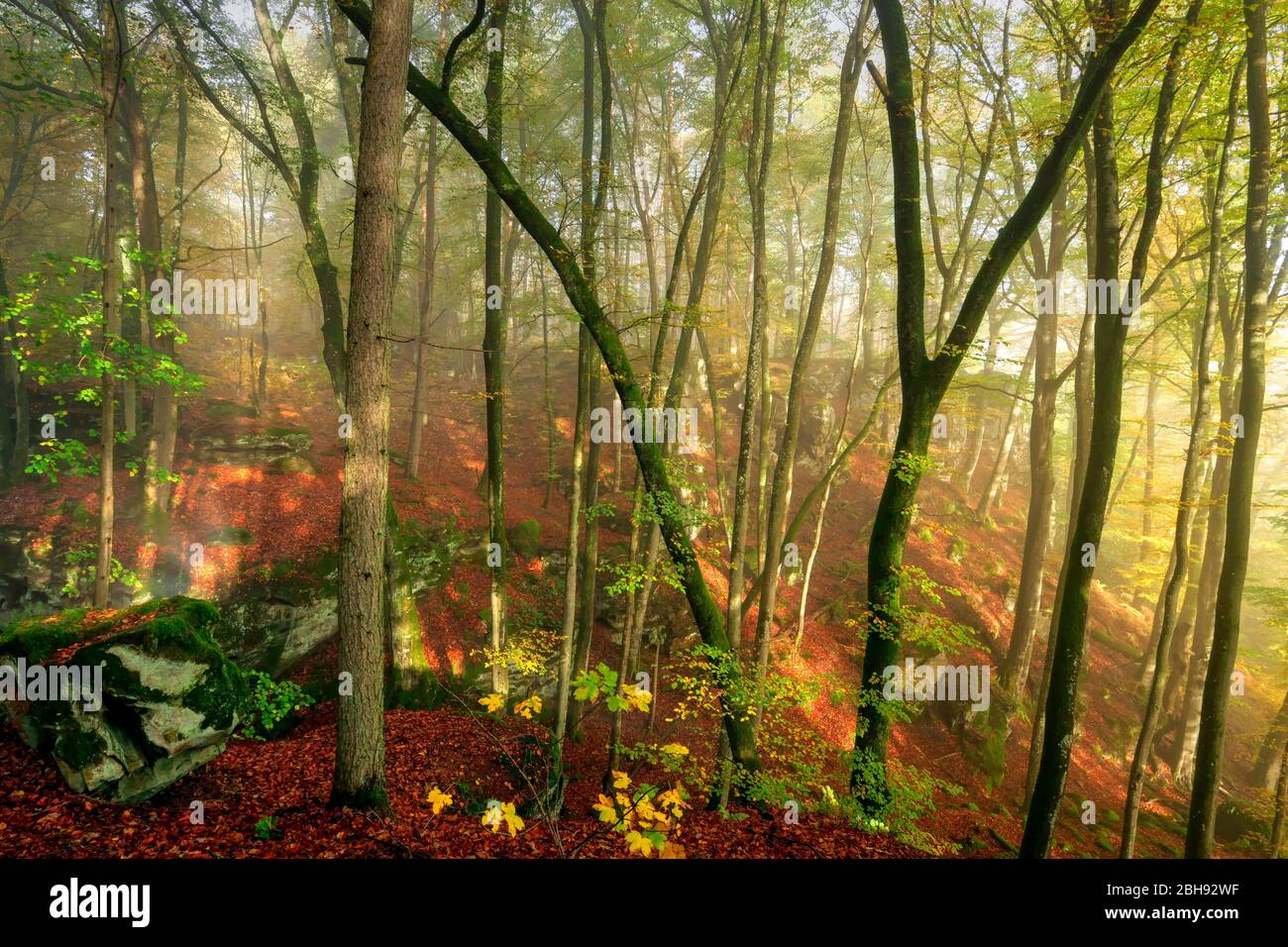 Ferschweiler plateau hi-res stock photography and images - Alamy
