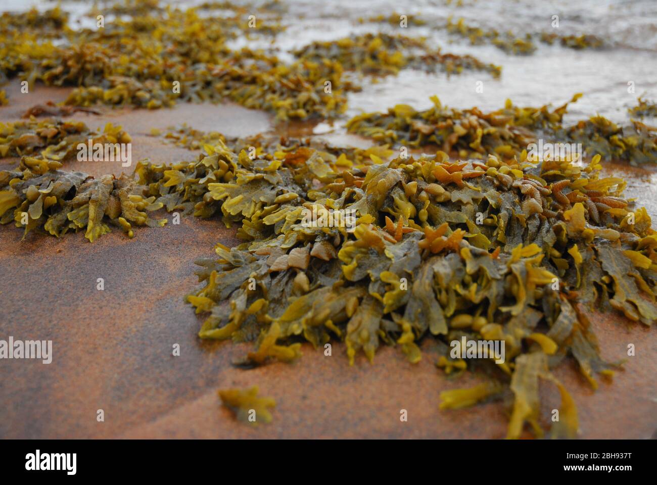 green seaweed on red sand Stock Photo