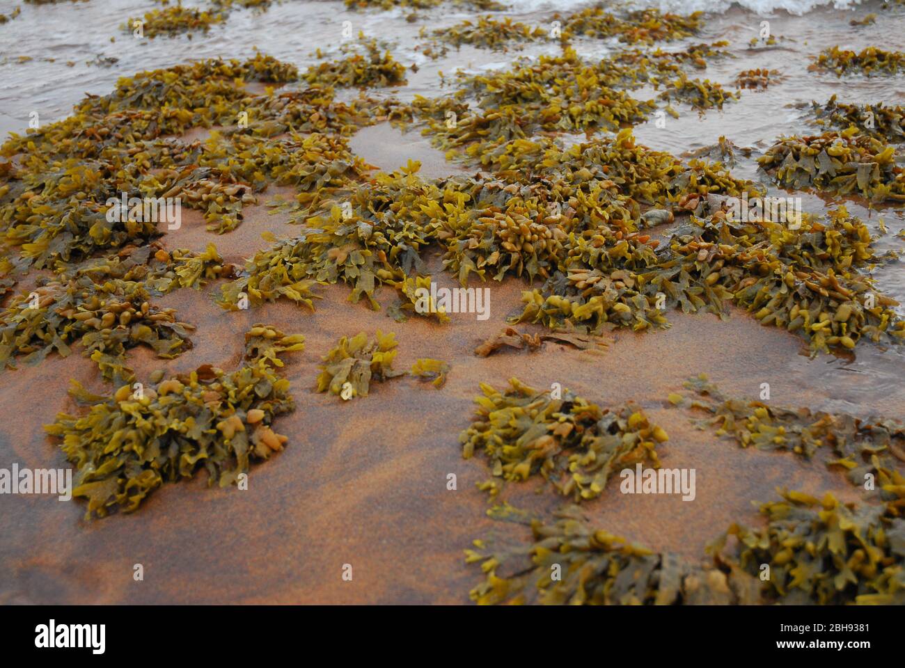 green seaweed on red sand Stock Photo